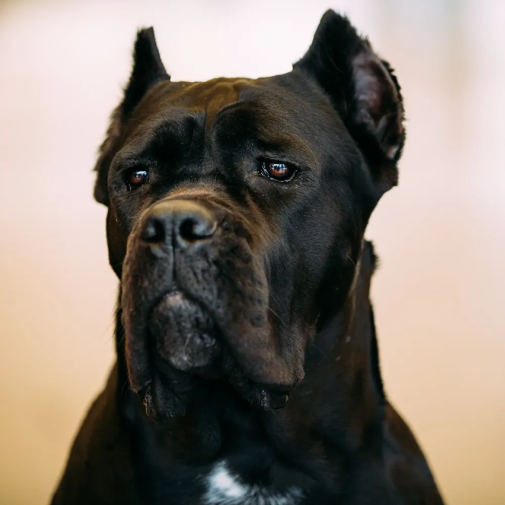 Cane Corso